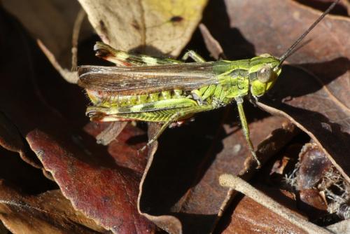 Chorthippus armoricanus